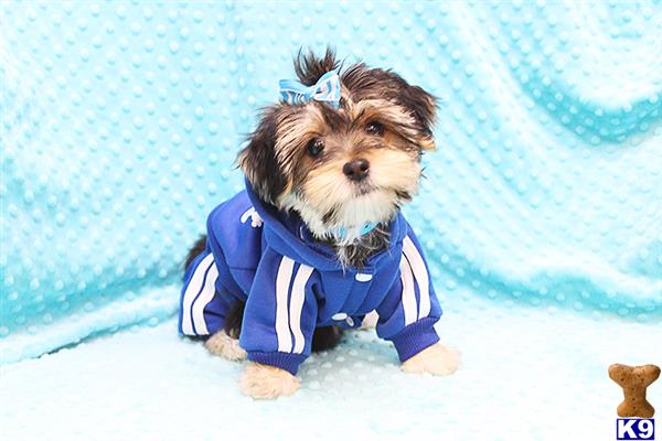 CMPuppyHeaven Picture 3